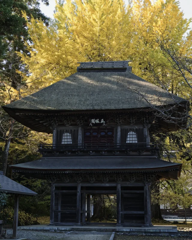 広徳寺の大銀杏