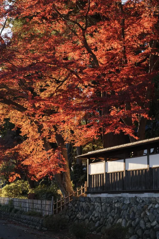 青梅市・安楽寺の紅葉が見事でした！