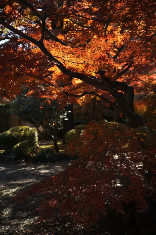 東京の紅葉もおしまいですね