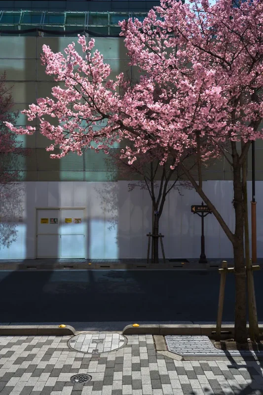 日本橋のおかめ桜を撮って、ついでにワクチン接種