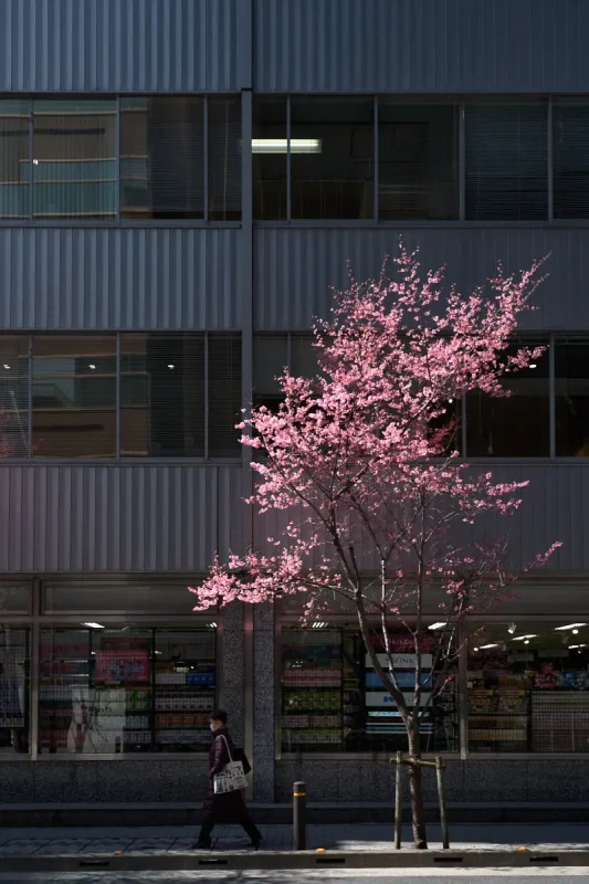 日本橋のおかめ桜を撮って、ついでにワクチン接種