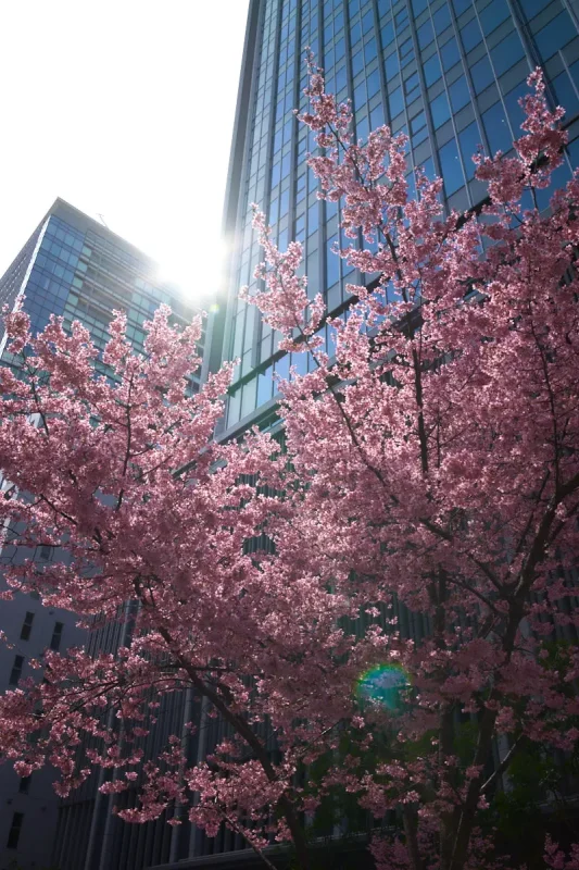 28mmにこだわって撮った新日本橋のおかめ桜
