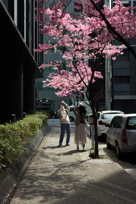 新日本橋のおかめ桜をスナップしていると…