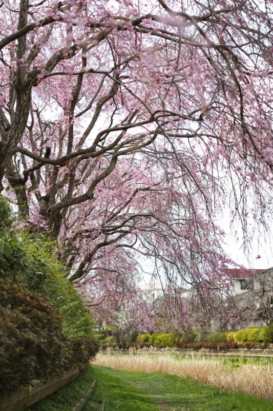 野川沿いの枝垂れ桜のシャワーがすごい！