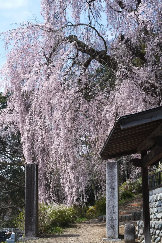 青梅・梅岩寺の枝垂れ桜が圧巻！