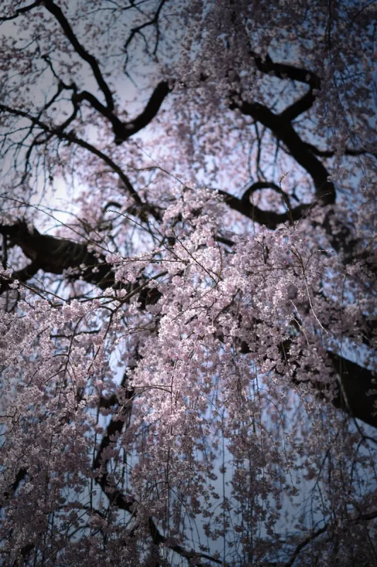 青梅・梅岩寺の枝垂れ桜が圧巻！