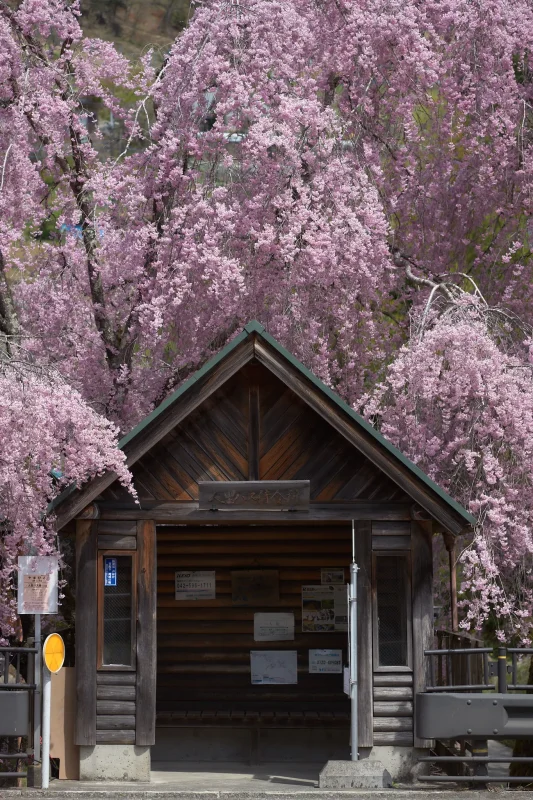 人里バス停のしだれ桜と3年ぶりの再会