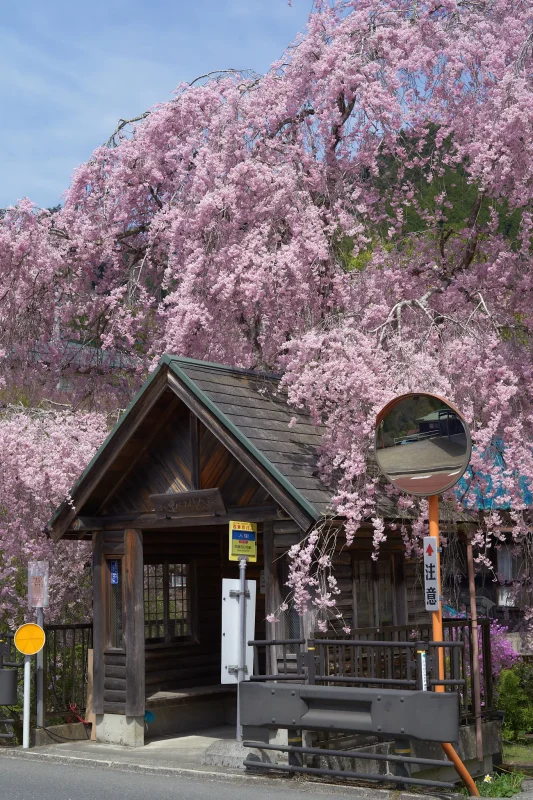 人里バス停のしだれ桜を色んなところから見てみよう
