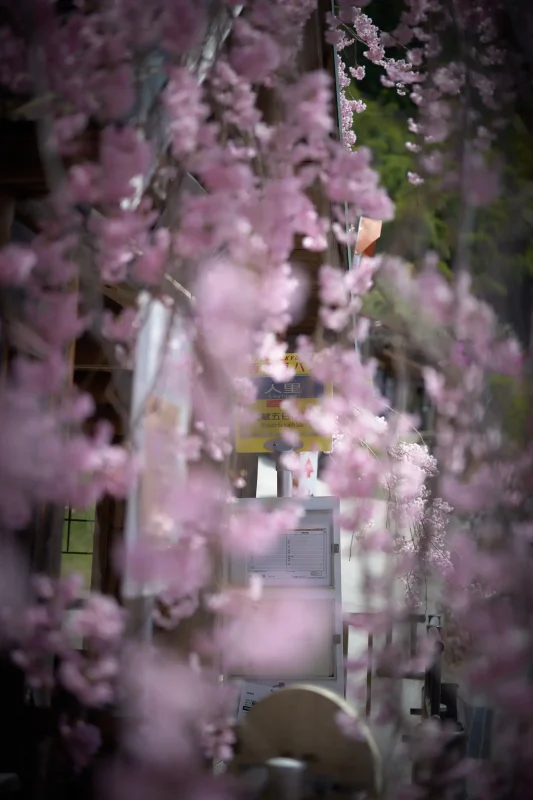 人里バス停のしだれ桜を色んなところから見てみよう