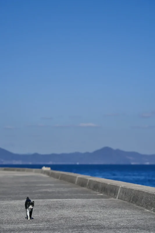 佐柳島・長崎港のにゃんこたち / 香川旅行2022