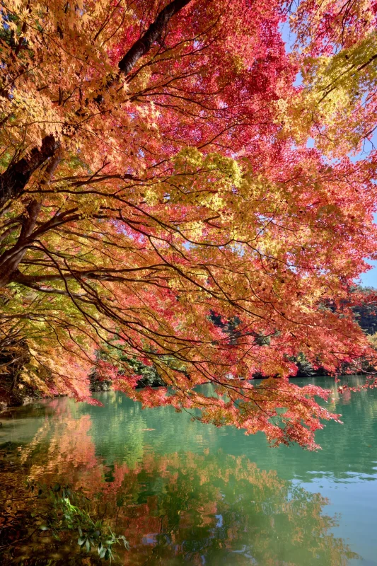 今年の南伊奈ヶ湖の紅葉は素晴らしかった！
