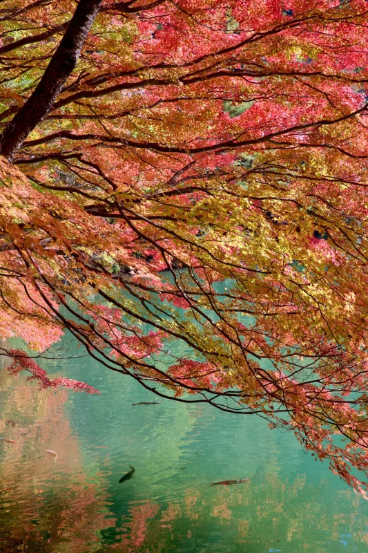 今年の南伊奈ヶ湖の紅葉は素晴らしかった！