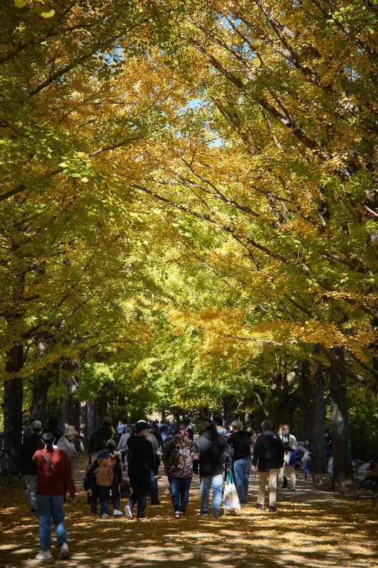 昭和記念公園のイチョウを見に行ってきた