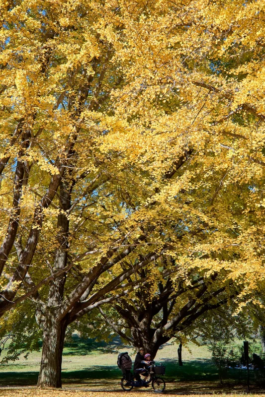 昭和記念公園のイチョウを見に行ってきた