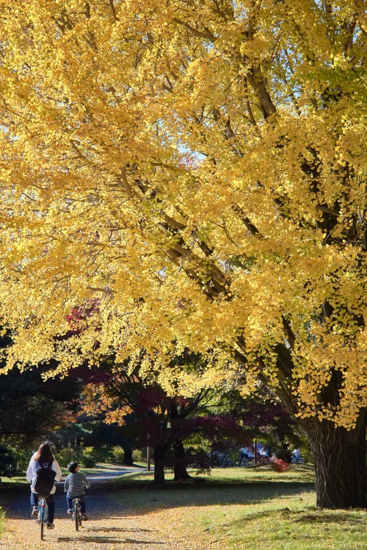 昭和記念公園のイチョウを見に行ってきた