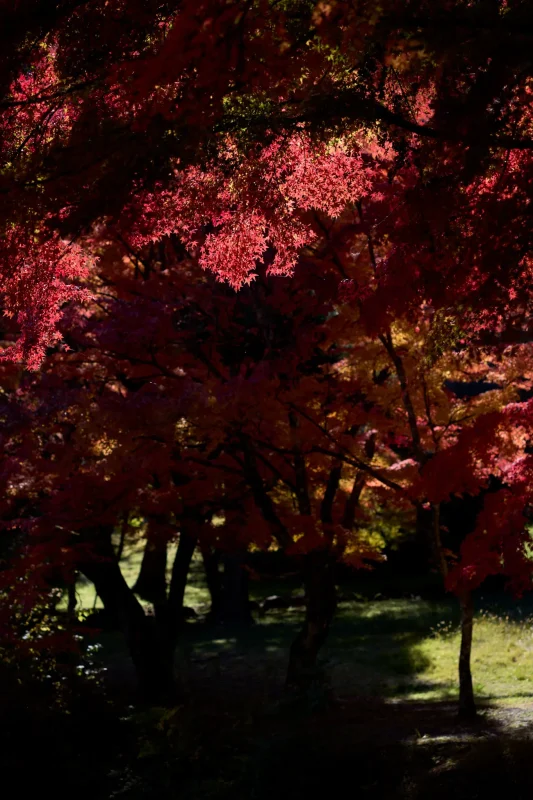 北伊奈ヶ湖の紅葉もすごいぞ！
