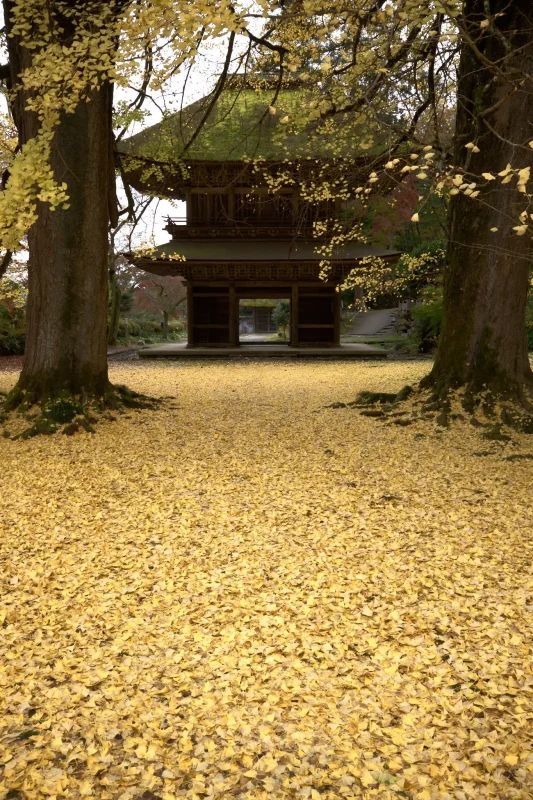 広徳寺で黄色い絨毯が圧巻でした！