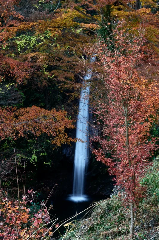 秩父華厳の滝と紅葉のコラボが素晴らしい！