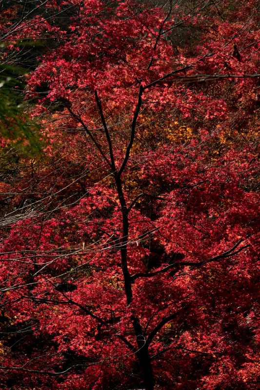 宝登山神社の紅葉もすごかった！