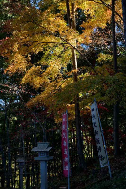 東郷公園の紅葉を見てきました
