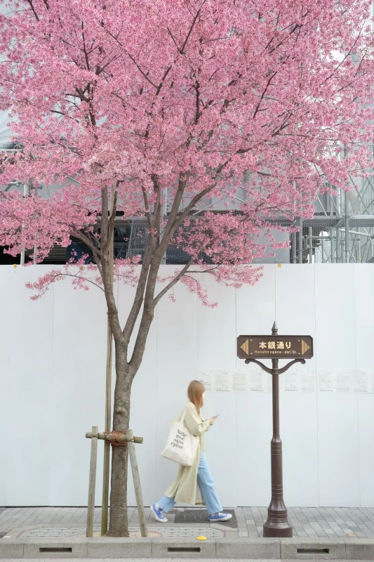 今年も日本橋のおかめ桜を見に行ってきた