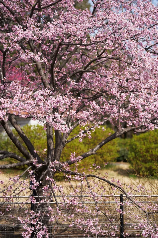 少し遠目から撮った桜も好き