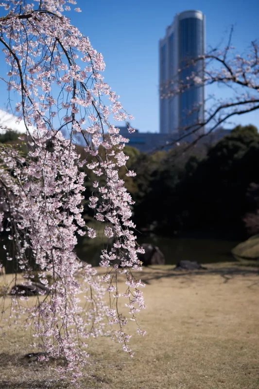 Leica M11の復帰戦は小石川後楽園の桜