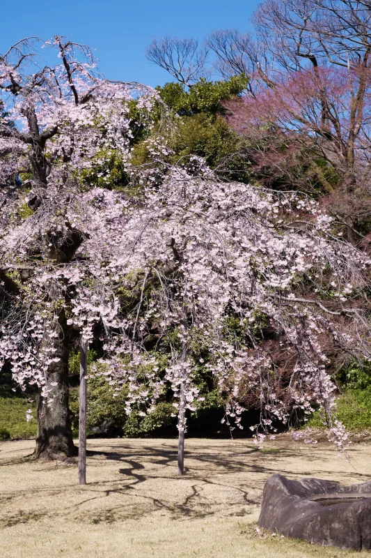 Leica M11の復帰戦は小石川後楽園の桜