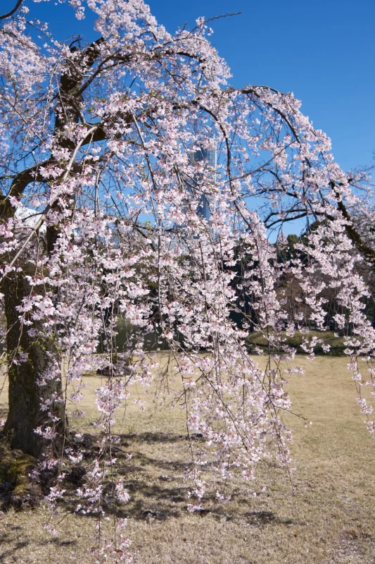 小石川後楽園の桜、綺麗すぎませんか？