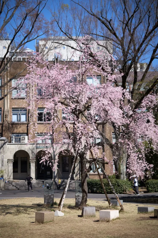 東京大学本郷キャンパスの桜をおかわり