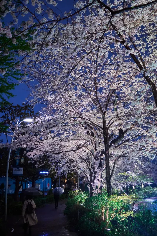 雨の東京ミッドタウンで夜桜を撮る