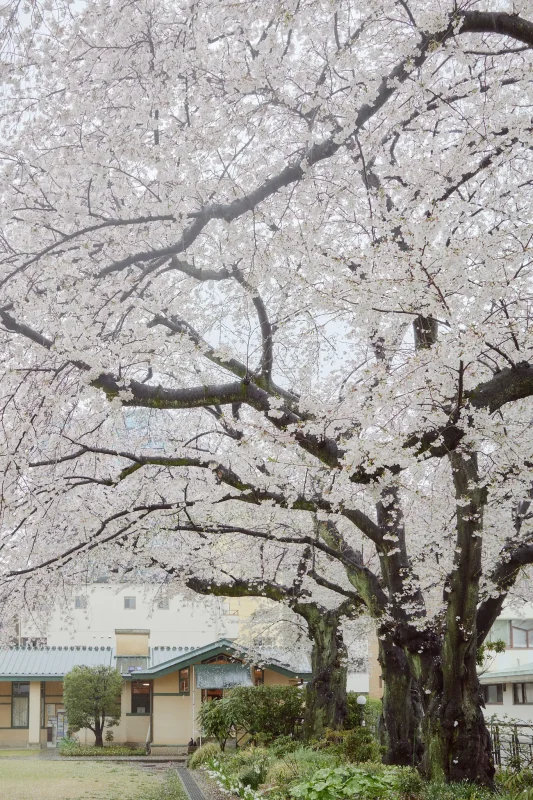 自由学園明日館から見た桜がお見事！