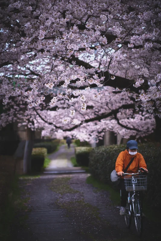 残堀川の桜を撮りに今年も行ってきた