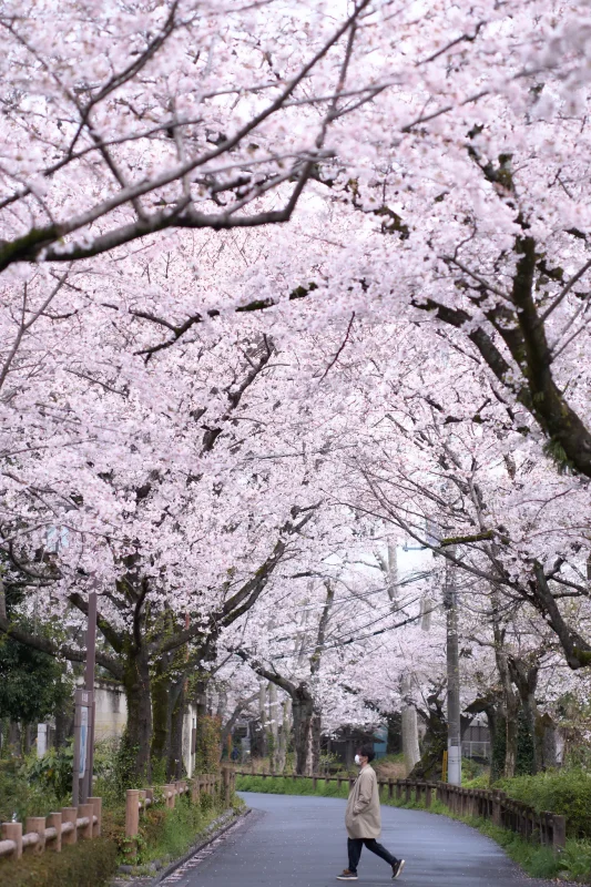 桜と人のコラボが面白い！