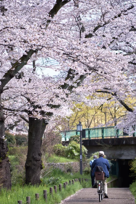 桜と人のコラボが面白い！