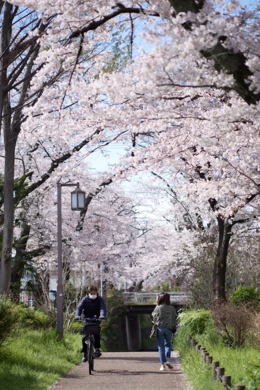 桜と人のコラボが面白い！