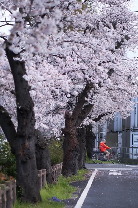 桜と雨上がりのご褒美