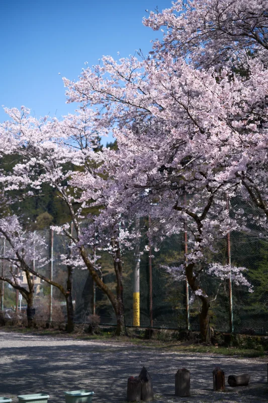 坂を上った先の一本桜と絶景