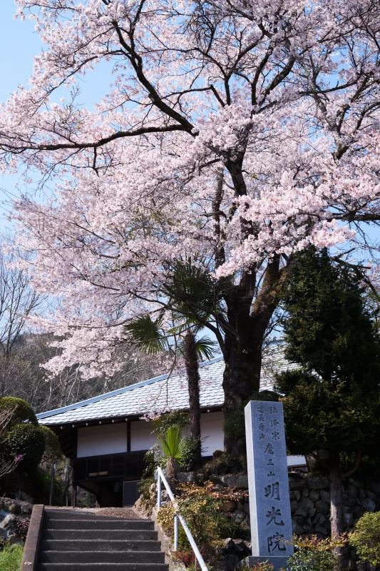 明光院の大きな桜と赤い三連星