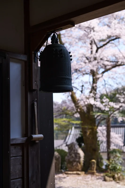 明光院の大きな桜と赤い三連星