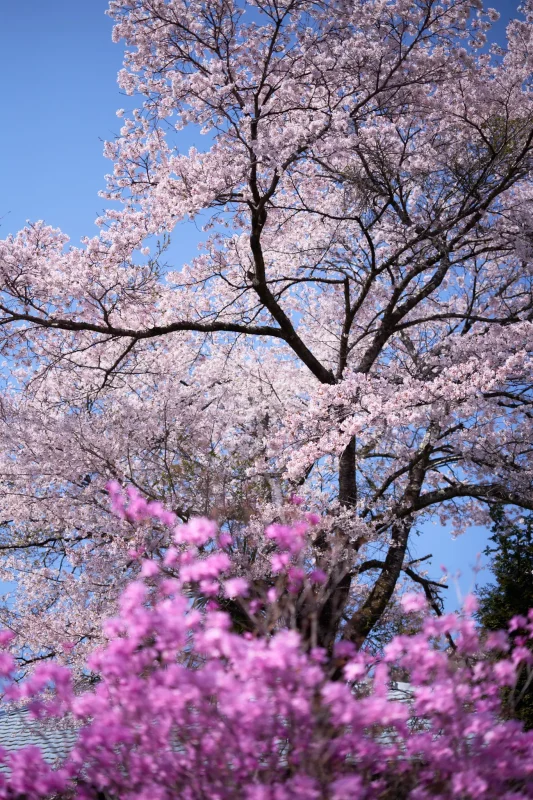 明光院の大きな桜と赤い三連星