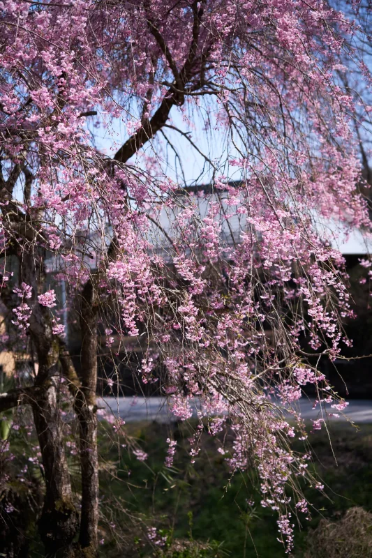 明光院の大きな桜と赤い三連星