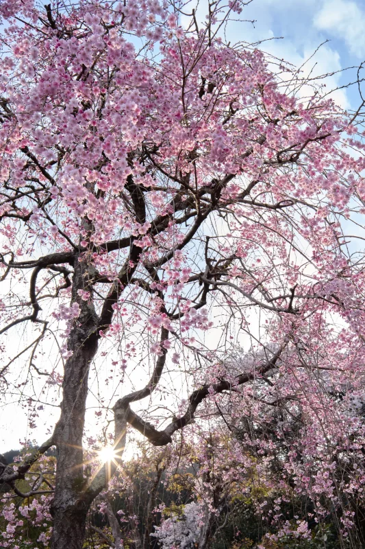 光厳寺の桜と大きなヤマザクラ