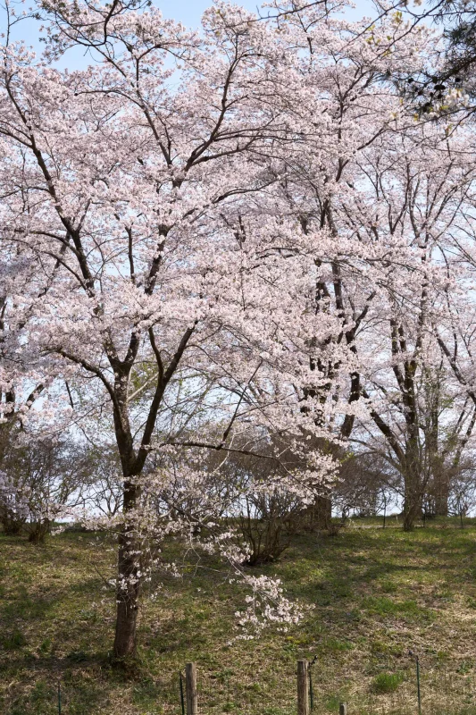 長瀞蔵さんのお酒と綺麗な桜