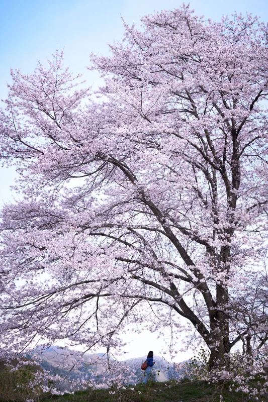 長瀞蔵さんのお酒と綺麗な桜