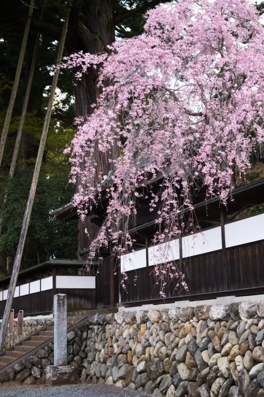 安楽寺の枝垂れ桜は夕方が素晴らしかった！
