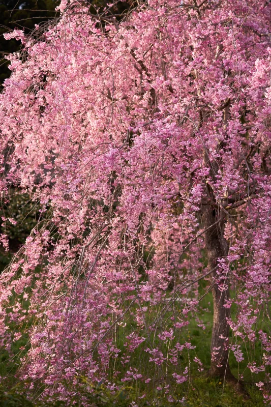 安楽寺の枝垂れ桜は夕方が素晴らしかった！