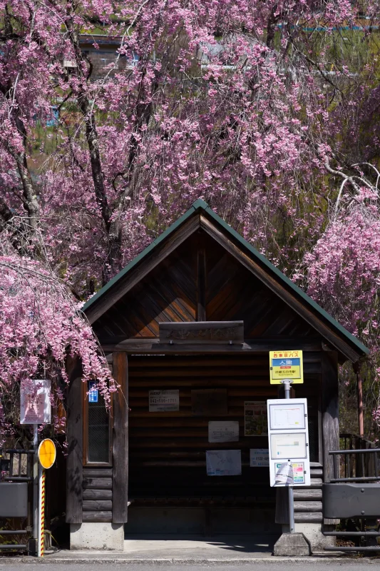 人里バス停のしだれ桜、今年も行ってきました！