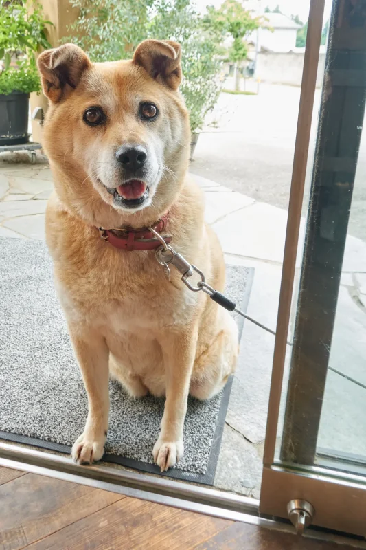 そば丸と三養醸造のハナコさん