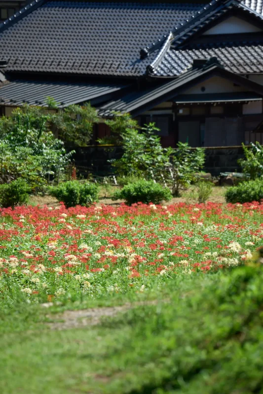 霞丘陵自然公園の彼岸花とアゲハチョウ